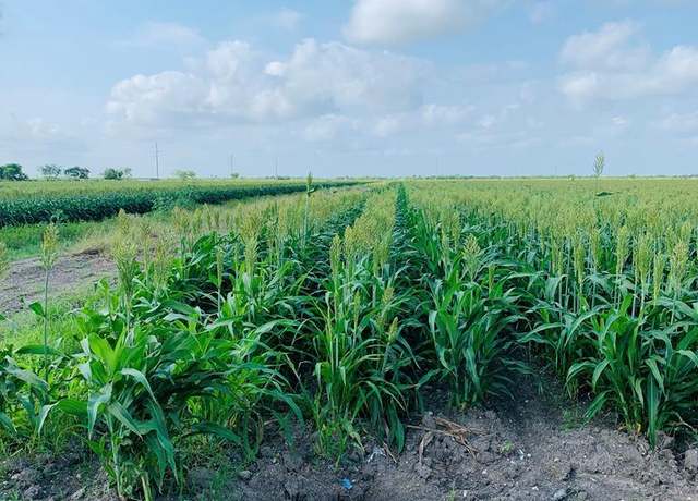 Property at 00000 Nelson Rd, Rio Hondo, TX 78583