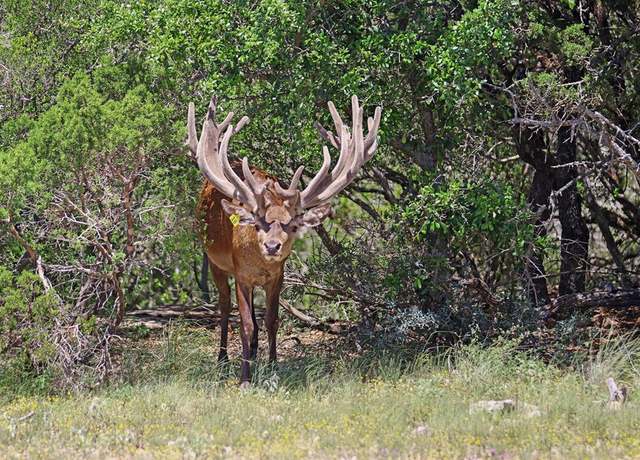 Property at 3572 Ranch Rd 2083, Ozona, TX 76943