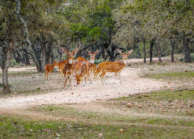 Property at 2942 Hwy 41, Mountain Home, TX 78058