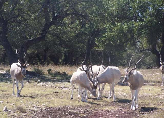 Property at 0 Hwy 41, Rocksprings, TX 78880