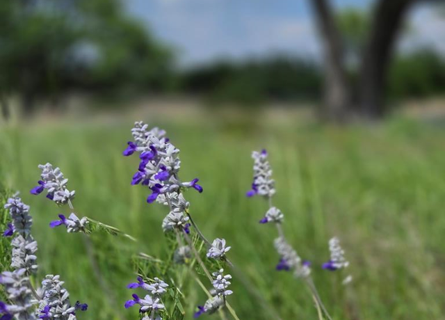 Property at Lot 21 Badger Ridge Rd, Fredericksburg, TX 78624
