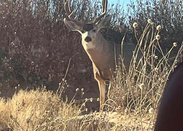 Property at 1585 CR 95, Morton, TX 79346