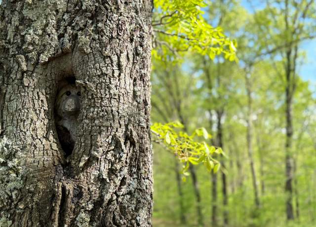 Property at Lot 19 Mccord Bnd, Galena, MO 65656