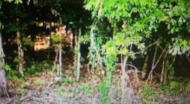 Photo of 0 County Rd 23 Rd, Marion, AL 36756
