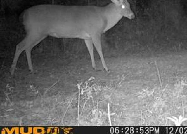 Property at 17.5 ac County Rd 67, Clopton, AL 36317