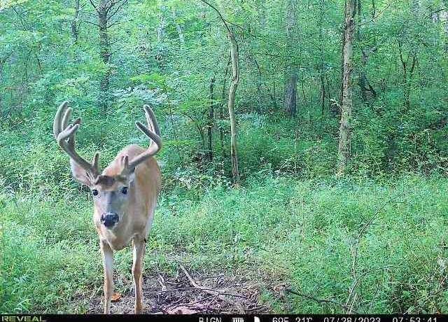 Property at Baseball Hill Rd, Argillite, KY 41121