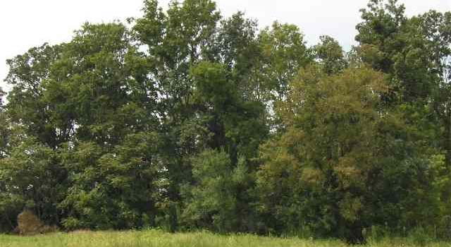 Photo of Lots 19, 20 John Purdom Dr, Almo, KY 42020