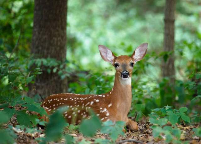 Property at Lot 46 Pocono Mountain Lake Dr Dr, Bushkill, PA 18324