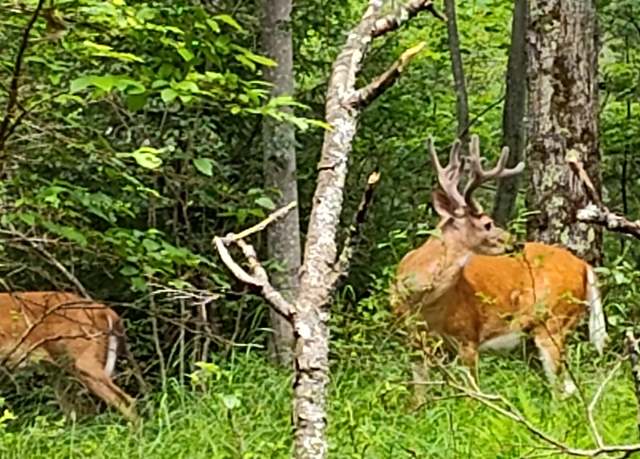 Property at lot /312 Wild Turkey Lot Way, Pocono Summit, PA 18346