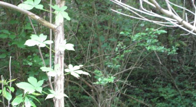 Photo of LOT 1 Saddle Way, Sevierville, TN 37876