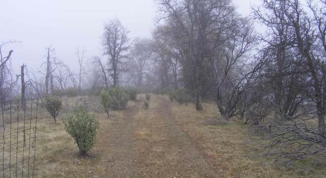 Photo of 14350 Lost Ln, Igo, CA 96047