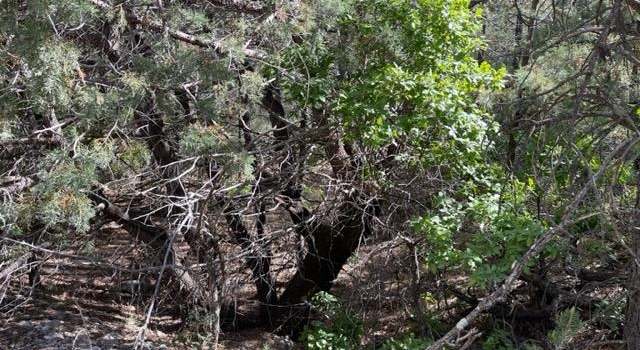 Photo of Lot 2 Kipling Dr, Timberon, NM 88350
