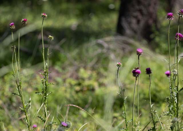 Property at 316 Sandalwood Ln Lot 3, Whitefish, MT 59937