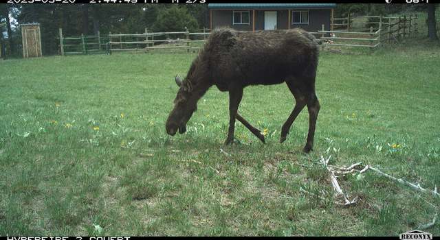 Photo of NHN Summit Lode, Jefferson City, MT 59638