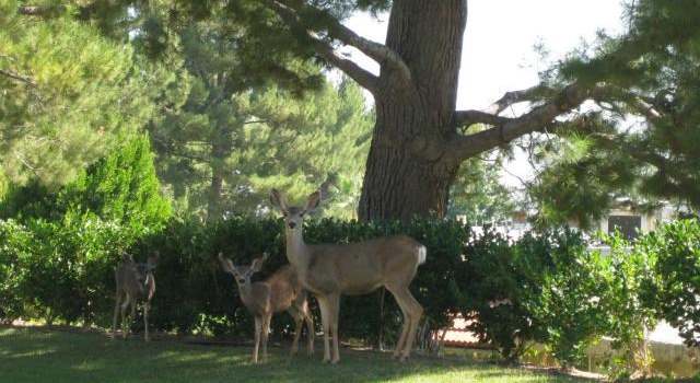 Photo of 7940 Via Latina, Burbank, CA 91504