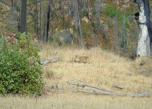 Property at 000 XX Cherry Maple Rd, Horse Creek, CA 96045