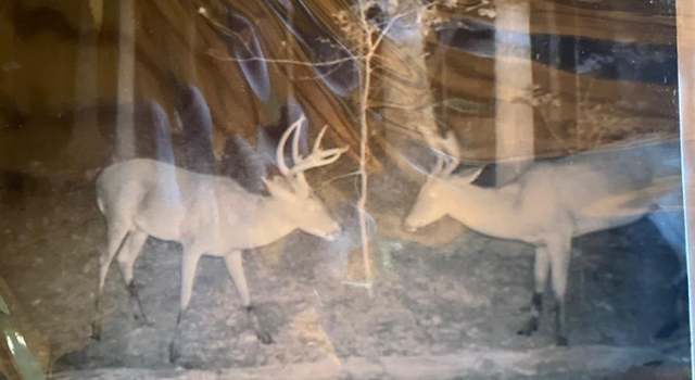 Photo of 2933 Highway 163, Cherry Valley, AR 72324