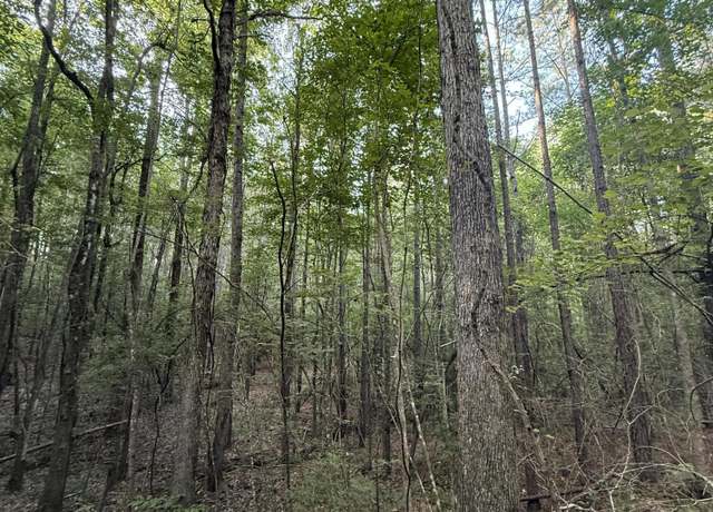Property at 40 +/- Acres Hwy 35, Mount Olive, MS 39119