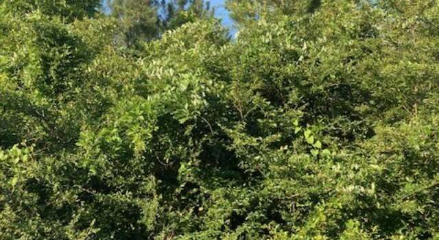 Photo of xx Graham Aultman Rd, Collins, MS 39428