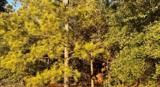 Photo of TBD Sparkman Road - Tract #3, Manning, SC 29102