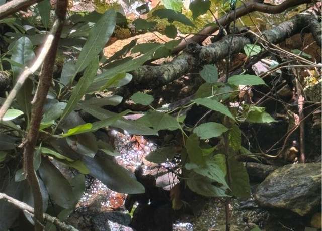 Property at TBD Little Squirrel Creek Rd, Newland, NC 28657