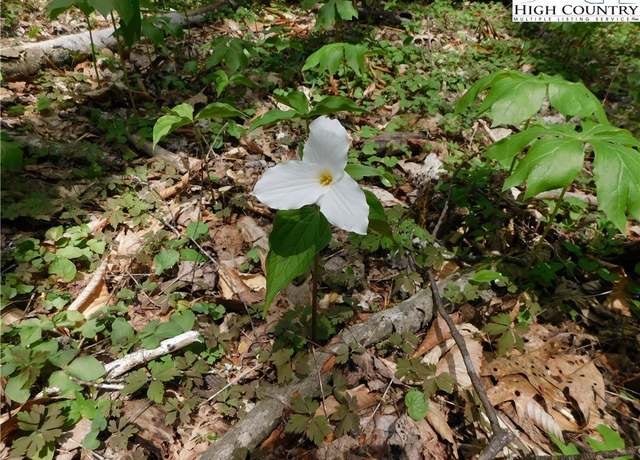 Property at TBD Lot 26 Black Bear Trl, Linville, NC 28646