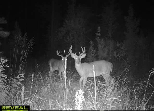 Property at 000 Olympia / Lewis Rd, Mccall Creek, MS 39647