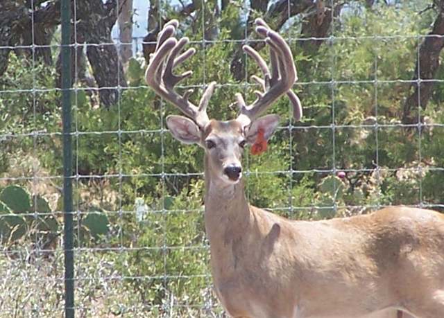 Property at 00 Hwy 41, Rocksprings, TX 78880