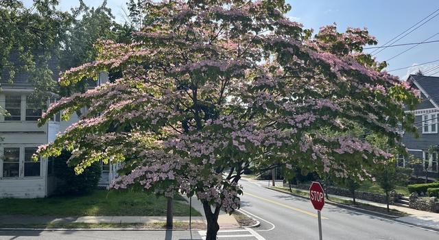 Photo of 101 Upham St, Melrose, MA 02176