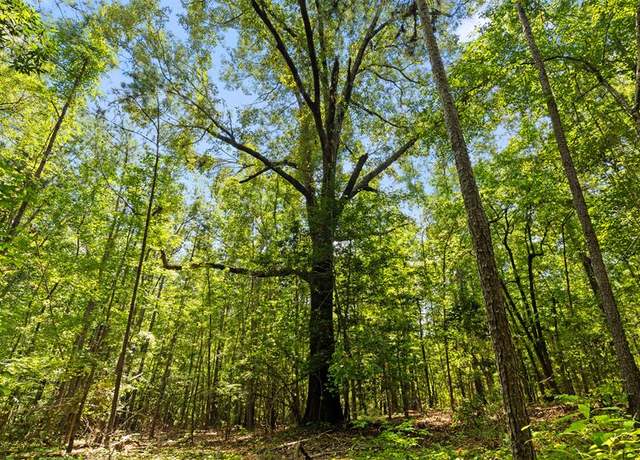 Property at 55.4 Acres Ga Hwy 0355, Buena Vista, GA 31803
