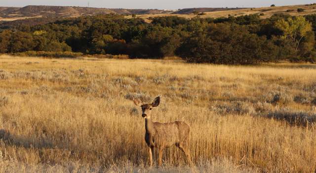 Photo of Lawrence Blvd Lot 222, Colorado City, CO 81069