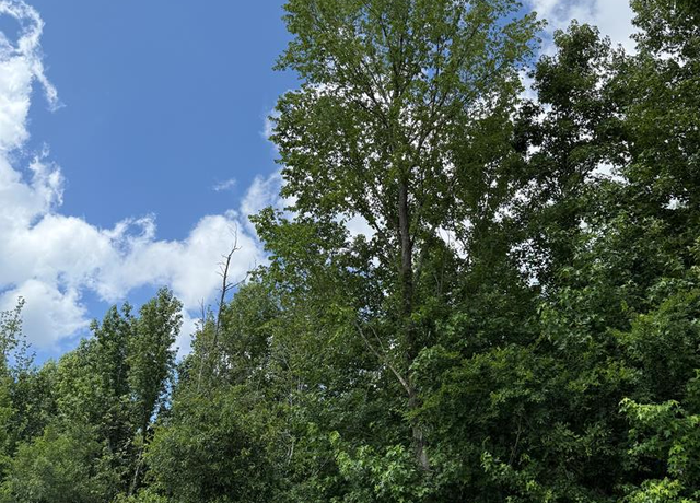 Property at 3788 Fm 314, Ben Wheeler, TX 75754