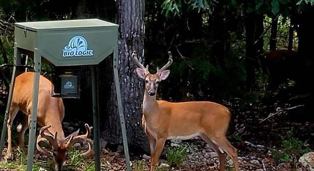 Photo of 001-09440-000 Wren Rd, Gepp, AR 72538