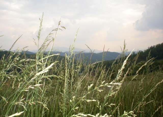 Property at 00 Mane Loop Rd, Franklin, NC 28734