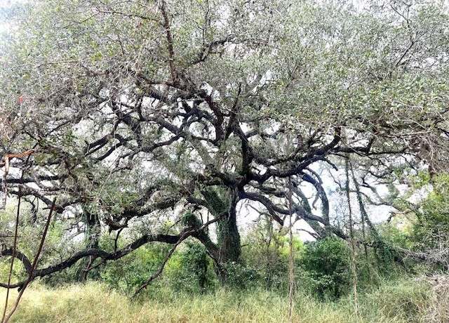 Property at 125 Fm 2824, Beeville, TX 78102