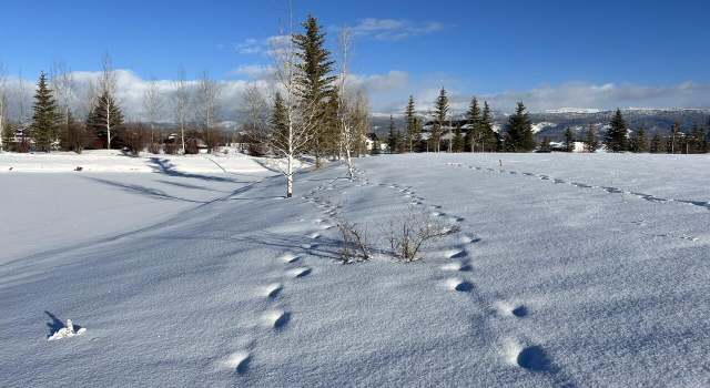 Photo of 990 Bunchberry Ct, Driggs, ID 83422