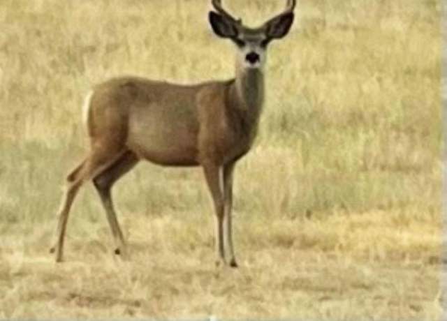 Property at 21 Monument Creek Rd, Hanna, WY 82327