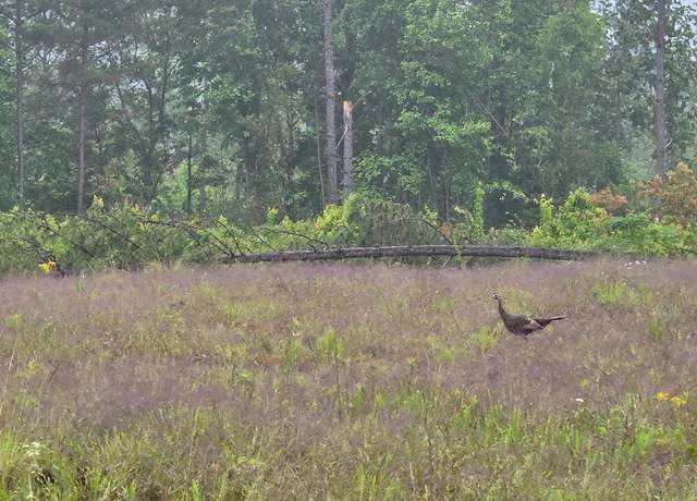 Property at 6.68 AC. W Robbins Rd, Robbins, TN 38562