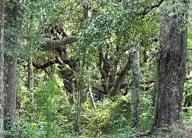 Property at 00 Baucum Rd, Carriere, MS 39426