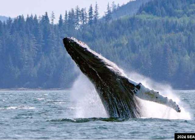 Property at 17 Excursion Inlt Lot 17, Blk B, Excursion I, Excursion Inlet, AK 99827