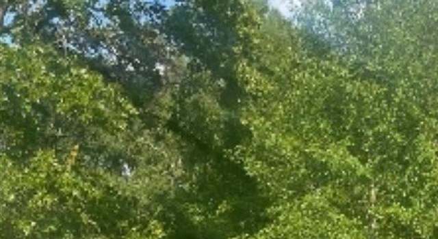 Photo of 1529 Gwen Dr, Hamer, SC 29547