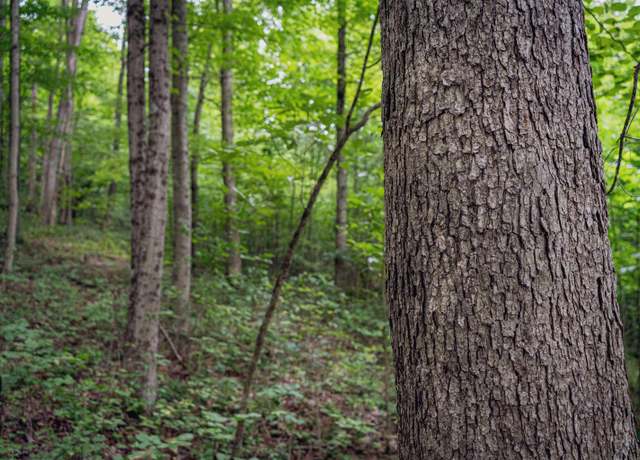 Property at TBD Long Run, Belington, WV 26591