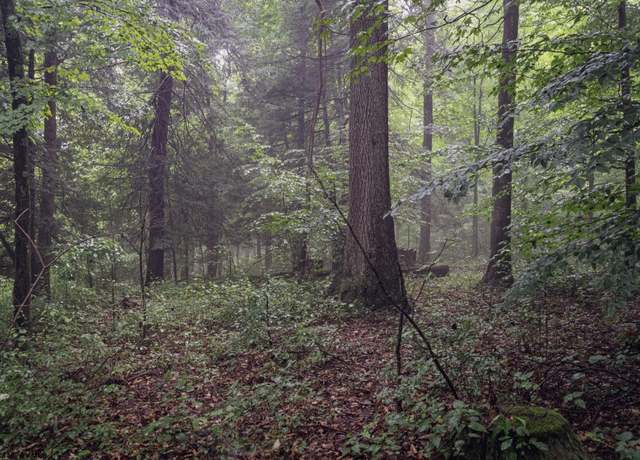 Property at 0 Whitewater, Bruceton Mills, WV 26525