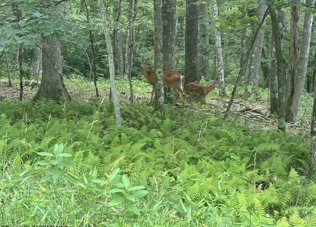 Property at Lots 52 & 53 Pine, Terra Alta, WV 26764