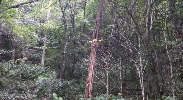 Photo of 1001 Little Mountain Dr Unit D7, Hillsboro, WV 24946