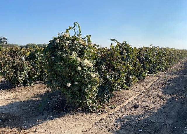 Property at 0 Shoemake Ave, Modesto, CA 95358