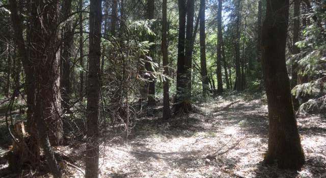 Photo of 13802 Red Dog Rd, Nevada City, CA 95959