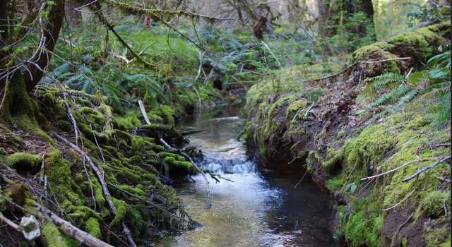 Photo of 0 Davis Creek Rd, Selma, OR 97538
