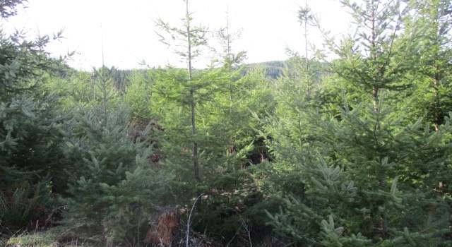 Photo of 000 Enterprise Rd, Clatskanie, OR 97016