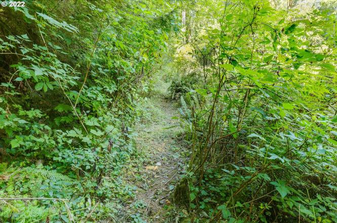 Escape to Oregon's Emerald Gem: Kilchis River County Campground